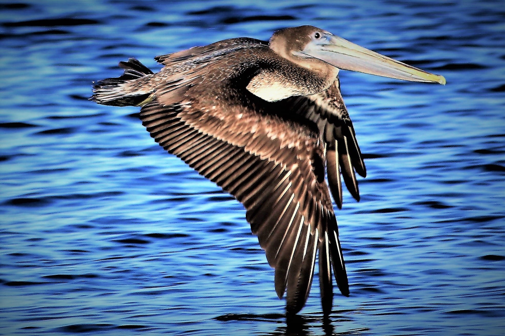 A pelican in flight over the water