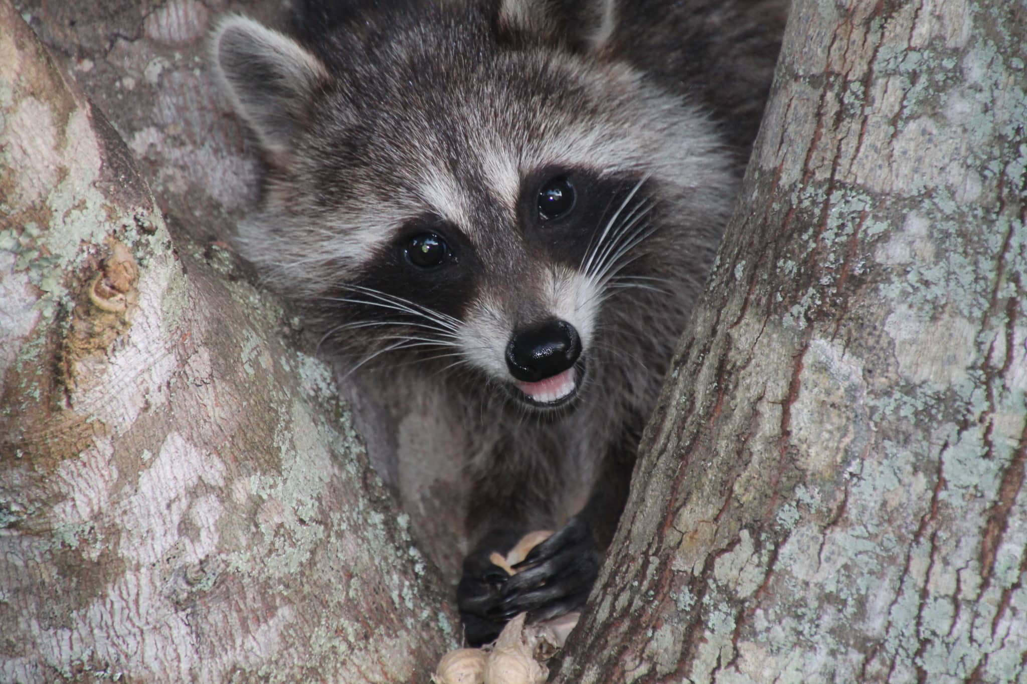 A small raccoon ticks his head out between two tree branches